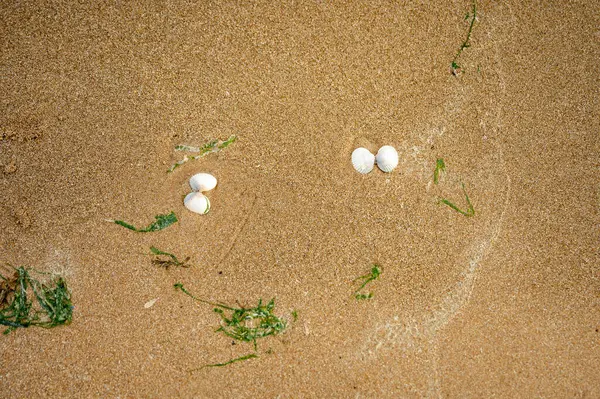 Omaha Sahili 'ndeki kumlu dokunun ve dağınık deniz kabuklarının yakından görüntüsü. İnce detaylar bu tarihsel olarak önemli olan 2. Dünya Savaşı iniş bölgesinin barışçıl hediyesini yansıtıyor..
