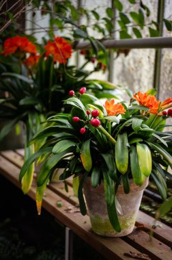 Bir botanik bahçesinde güzelce yerleştirilmiş, çeşitli, canlı çiçekler. Renkli ekran bahçenin huzurlu ve doğal atmosferini arttırır..