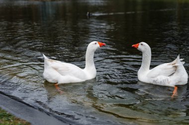 İki kazın bir gölün sakin sularında zarifçe süzüldüğü huzurlu bir manzara. Yüzeyde yansımaları parıldıyor, o anın huzurlu ve doğal güzelliğini katıyor..