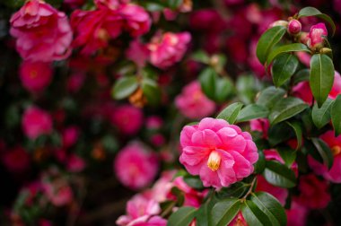 Çiçek açmış, narin taç yapraklarıyla süslenmiş yemyeşil bir kamelya çalısı. Canlı çiçekler, koyu yeşil yapraklarla güzel bir tezat oluşturuyor. Huzurlu ve resimsel bir manzara yaratıyor..
