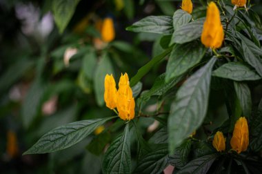 Canlı Pachystachy lutea 'nın yakın çekimi, genellikle altın karides bitkisi olarak bilinir. Parlak sarı frenleri ve narin beyaz çiçekleri koyu yeşil yapraklarla çok güzel tezat oluşturuyor..