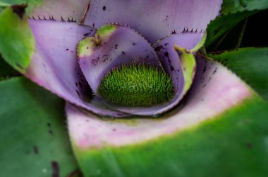 Neoregelia concentrica 'ya yakın çekim, çarpıcı bir bromeliad kalın, desenli yapraklar ve canlı bir merkez roset, herhangi bir bitki koleksiyonuna tropikal bir dokunuş ekler..