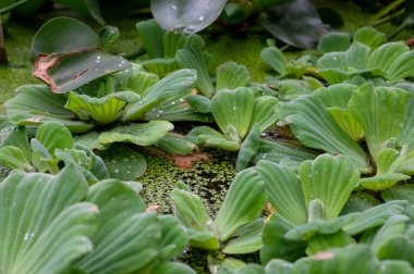 Su marulu olarak da bilinen Pistia 'nın yakın plan çekimi. Yumuşak, kadife yeşil yapraklı yüzen bir su bitkisi. Genellikle göletlerde ve akvaryumlarda bulunur..