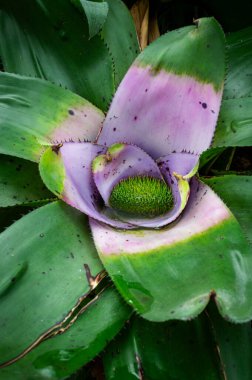 Neoregelia concentrica 'ya yakın çekim, çarpıcı bir bromeliad kalın, desenli yapraklar ve canlı bir merkez roset, herhangi bir bitki koleksiyonuna tropikal bir dokunuş ekler..