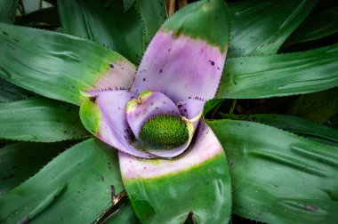 Neoregelia concentrica 'ya yakın çekim, çarpıcı bir bromeliad kalın, desenli yapraklar ve canlı bir merkez roset, herhangi bir bitki koleksiyonuna tropikal bir dokunuş ekler..