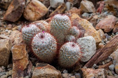 Mammillaria Carmena kaktüsünün yakın çekimi, narin dikenleri ve yuvarlak şekli ile, doğal bir taş zemin üzerine kurulmuş, güzelliğini ve dokusunu ön plana çıkarıyor..