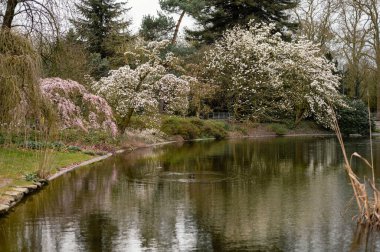 Japon tarzı botanik bahçesinde çiçek açan ağaçlarla çevrili huzurlu bir gölet. Huzurlu manzara doğayla uyumu yansıtıyor, rahatlatıcı ve resimsel bir atmosfer yaratıyor..