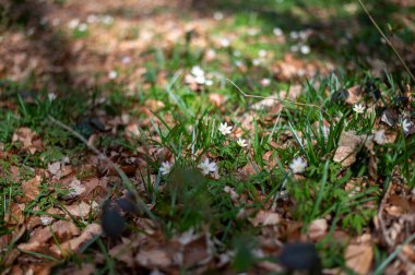 Ormanda ortaya çıkan narin beyaz şakayık çiçeklerinin yakın çekimi baharın gelişini işaret ediyor. Yumuşak güneş ışığı ağaçların arasından süzülerek taze ve huzurlu atmosferi güçlendirir.