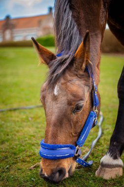 Huzurlu bir at sıcak güneşin altında canlı yeşil bir çayırda otlar. Pürüzsüz kırsal alan, parlak doğal renklerle ve sakin bir atmosferle sükunet yayar..