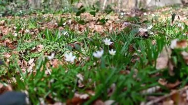 Ormanda ortaya çıkan narin beyaz şakayık çiçeklerinin yakın çekimi baharın gelişini işaret ediyor. Yumuşak güneş ışığı ağaçların arasından süzülerek taze ve huzurlu atmosferi güçlendirir.
