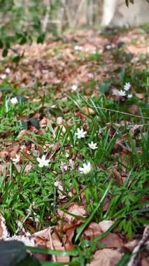 Ormanda ortaya çıkan narin beyaz şakayık çiçeklerinin yakın çekimi baharın gelişini işaret ediyor. Yumuşak güneş ışığı ağaçların arasından süzülerek taze ve huzurlu atmosferi güçlendirir.