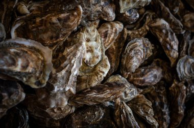 Cancale 'deki hareketli çiftlik pazarında taze toplanmış istiridyelerin yakın plan görüntüsü, birinci sınıf deniz ürünleri sunmalarıyla ünlüdür..