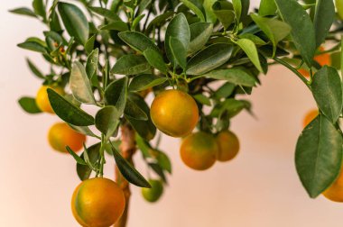 Mandarinler içeride gelişiyor. Çevre dostu kentsel bahçe ve sürdürülebilir ev hayatının mükemmel bir örneği..