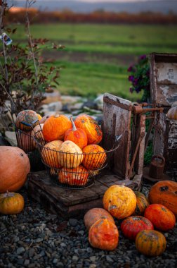 Renkli süs kabakları ve kabaklar kırsal bir markette sergileniyor. Çevre dostu, ev yapımı türlerin neşeli bir sonbahar hasadı..
