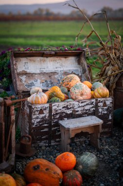 Renkli süs kabakları ve kabaklar kırsal bir markette sergileniyor. Çevre dostu, ev yapımı türlerin neşeli bir sonbahar hasadı..