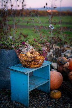 Renkli süs kabakları ve kabaklar kırsal bir markette sergileniyor. Çevre dostu, ev yapımı türlerin neşeli bir sonbahar hasadı..