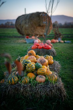 Renkli süs kabakları ve kabaklar kırsal bir markette sergileniyor. Çevre dostu, ev yapımı türlerin neşeli bir sonbahar hasadı..