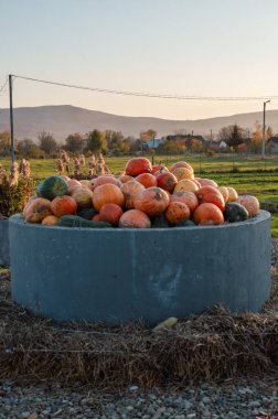 Renkli süs kabakları ve kabaklar kırsal bir markette sergileniyor. Çevre dostu, ev yapımı türlerin neşeli bir sonbahar hasadı..
