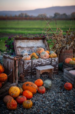 Renkli süs kabakları ve kabaklar kırsal bir markette sergileniyor. Çevre dostu, ev yapımı türlerin neşeli bir sonbahar hasadı..