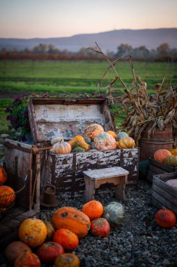 Renkli süs kabakları ve kabaklar kırsal bir markette sergileniyor. Çevre dostu, ev yapımı türlerin neşeli bir sonbahar hasadı..