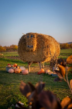 Renkli süs kabakları ve kabaklar kırsal bir markette sergileniyor. Çevre dostu, ev yapımı türlerin neşeli bir sonbahar hasadı..