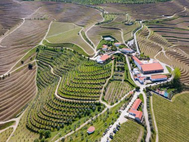 Douro Nehri manzarası Portekiz 'in ünlü şarap bölgesindeki yemyeşil üzüm bağlarından geçiyor..