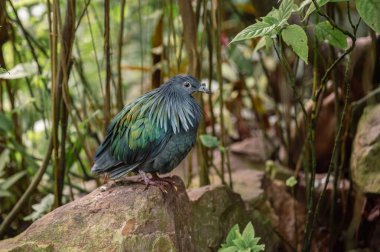 Yanardöner tüyleri ve canlı renkleriyle Nicobar güvercini dünyanın en çarpıcı ve benzersiz güvercin türlerinden biri olarak göze çarpıyor..