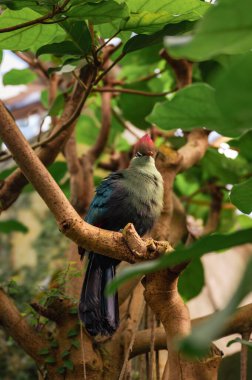 Balıkçılar Turaco, Tauraco Fischeri. Yüksek kalite fotoğraf