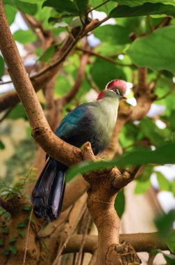 Balıkçılar Turaco, Tauraco Fischeri. Yüksek kalite fotoğraf