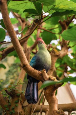 Balıkçılar Turaco, Tauraco Fischeri. Yüksek kalite fotoğraf