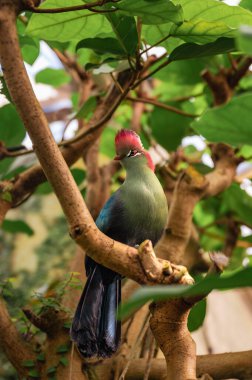 Balıkçılar Turaco, Tauraco Fischeri. Yüksek kalite fotoğraf