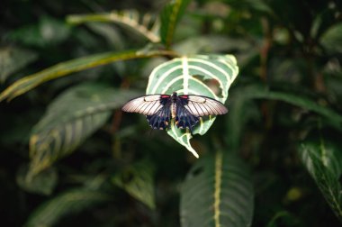 Büyük bir tropikal kelebek olan Papilio lowi, dinlenirken çarpıcı siyah beyaz kanatlarını sergiler ve egzotik böcek türlerinin güzelliğini gözler önüne serer..