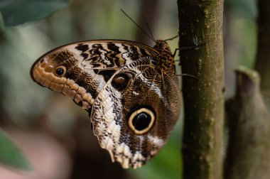 Göz gibi çarpıcı kanat desenleriyle bilinen Baykuş Gözlü Kelebek, doğal kamuflajını ve çarpıcı detaylarını gösteren kanatları açık bir şekilde dinlenir..