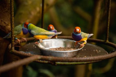Canlı bir Gouldian ispinozu çok renkli tüylerini bu yakın planda sergiliyor ve bu egzotik Avustralya ötücü kuşunun canlı güzelliğini gözler önüne seriyor..