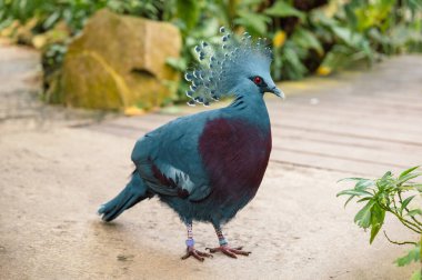 Victoria Taçlı Güvercin zarif dantelli arması ve zengin mavi tüyleriyle Yeni Gine 'den gelen bu görkemli kuşun detaylı bir yakın çekiminde yakalanır..