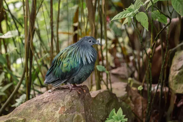 Yanardöner tüyleri ve canlı renkleriyle Nicobar güvercini dünyanın en çarpıcı ve benzersiz güvercin türlerinden biri olarak göze çarpıyor..