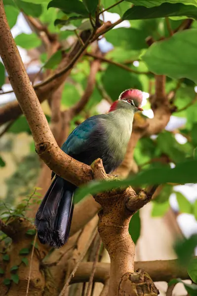 Balıkçılar Turaco, Tauraco Fischeri. Yüksek kalite fotoğraf