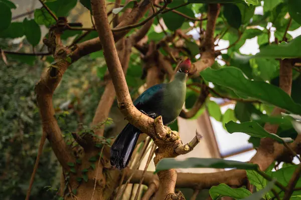 Balıkçılar Turaco, Tauraco Fischeri. Yüksek kalite fotoğraf