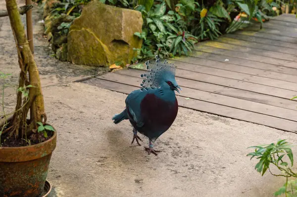 Victoria Taçlı Güvercin zarif dantelli arması ve zengin mavi tüyleriyle Yeni Gine 'den gelen bu görkemli kuşun detaylı bir yakın çekiminde yakalanır..