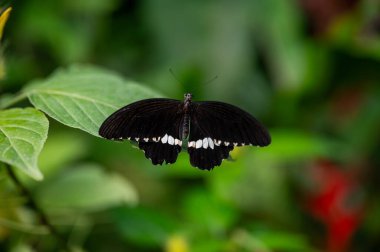 Büyük bir tropikal kelebek olan Papilio lowi, dinlenirken çarpıcı siyah beyaz kanatlarını sergiler ve egzotik böcek türlerinin güzelliğini gözler önüne serer..