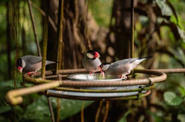 Cava Serçesi, parlak gri gövdesi, pembe gagası ve çarpıcı yüz izleriyle narin doğası ve yumuşak cıvıltılarıyla bilinen çekici bir tropikal kuştur..