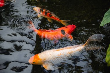 Canlı Japon koi sazan balığı huzurlu bir gölette zarifçe yüzer, canlı renkleri doğada büyüleyici bir hareket ve uyum yaratır..