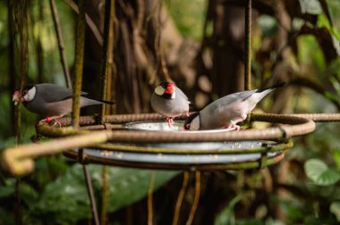 Cava Serçesi, parlak gri gövdesi, pembe gagası ve çarpıcı yüz izleriyle narin doğası ve yumuşak cıvıltılarıyla bilinen çekici bir tropikal kuştur..