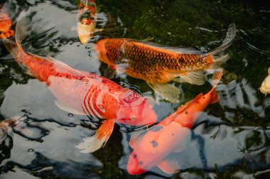 Canlı Japon koi sazan balığı huzurlu bir gölette zarifçe yüzer, canlı renkleri doğada büyüleyici bir hareket ve uyum yaratır..
