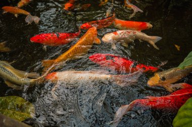 Canlı Japon koi sazan balığı huzurlu bir gölette zarifçe yüzer, canlı renkleri doğada büyüleyici bir hareket ve uyum yaratır..