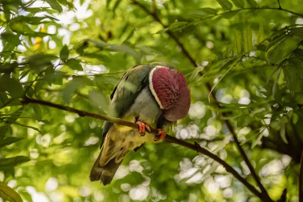 Endonezya 'ya özgü Pembe Kafalı Meyve Güvercini canlı pembe bir kafaya ve yeşil tüylere sahiptir. Bu da onu nadir ve güzel bir tropikal kuş yapar..
