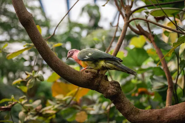 Endonezya 'ya özgü Pembe Kafalı Meyve Güvercini canlı pembe bir kafaya ve yeşil tüylere sahiptir. Bu da onu nadir ve güzel bir tropikal kuş yapar..