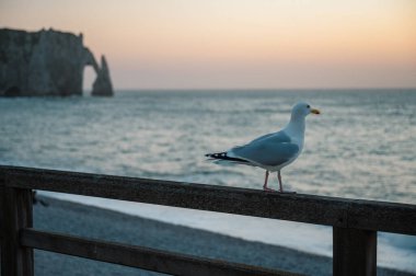 Yalnız bir martı Etretat 'ın çakıllı sahilinde duruyor. Arka planda muhteşem beyaz kayalıklar yükseliyor. Huzurlu bir sahil anını yakalıyor..
