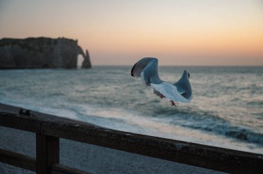 Yalnız bir martı Etretat 'ın çakıllı sahilinde duruyor. Arka planda muhteşem beyaz kayalıklar yükseliyor. Huzurlu bir sahil anını yakalıyor..