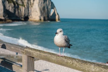 Yalnız bir martı Etretat 'ın çakıllı sahilinde duruyor. Arka planda muhteşem beyaz kayalıklar yükseliyor. Huzurlu bir sahil anını yakalıyor..